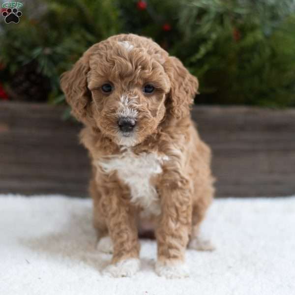 Candy, Mini Labradoodle Puppy